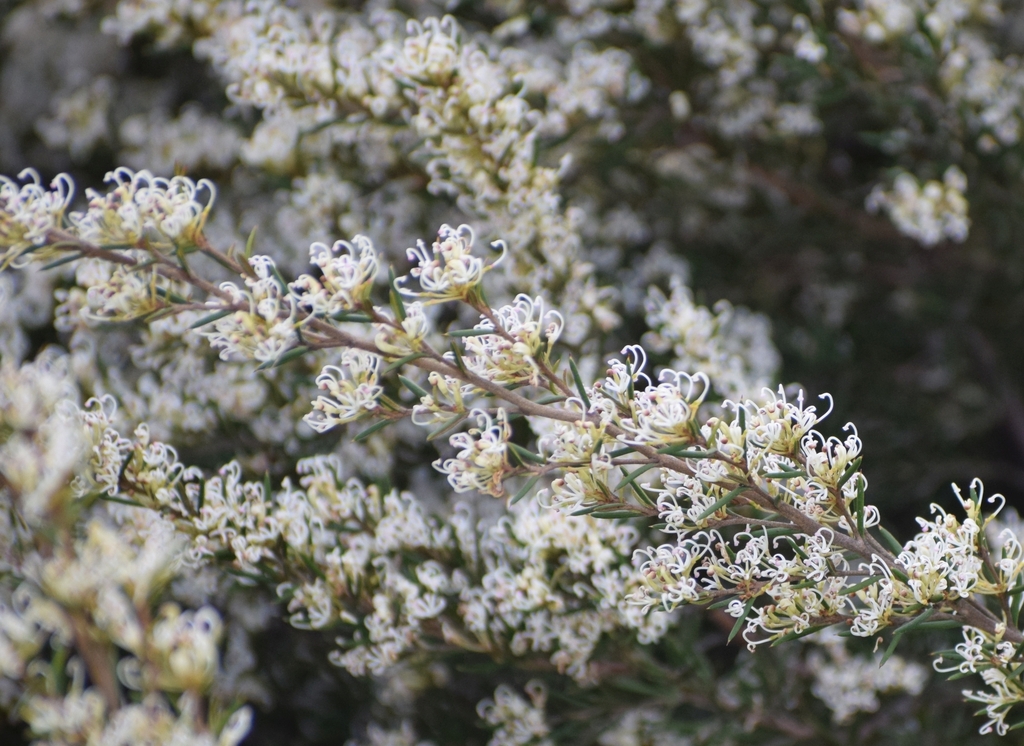 alpine Grevillea from Launceston TAS, Australia on October 10, 2022 at ...