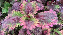 Perilla frutescens