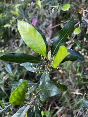 Elaeocarpus reticulatus