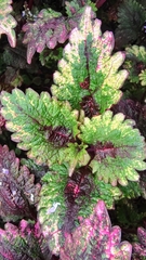 Perilla frutescens