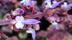 Perilla frutescens