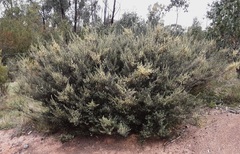 Pomaderris angustifolia