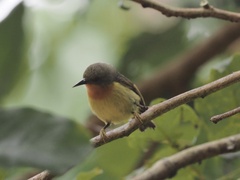 Chalcoparia singalensis