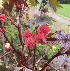 Ricinus