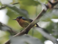 Chalcoparia singalensis