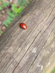 Iphiclus simplex