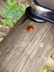 Iphiclus simplex