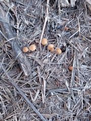 Battarrea phalloides