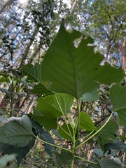 Homalanthus populifolius