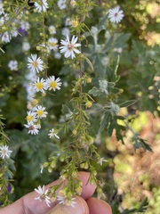 Symphyotrichum pilosum pilosum