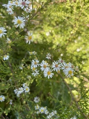 Symphyotrichum pilosum pilosum