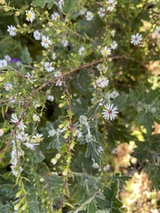 Symphyotrichum pilosum pilosum