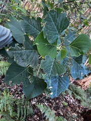 Homalanthus populifolius