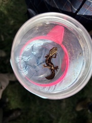 Diplodactylus vittatus