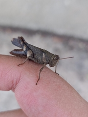 Apalacris varicornis