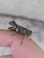 Apalacris varicornis