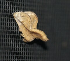 Anaxidia lozogramma
