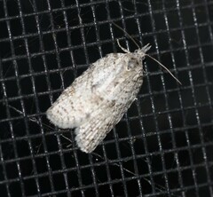 Isotenes miserana
