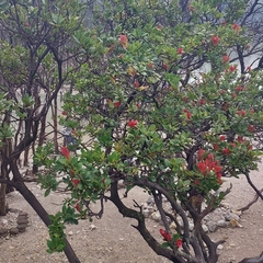 Vaccinium varingiifolium