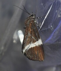 Coenotoca subaspersa