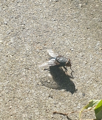 Calliphora vicina
