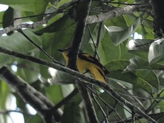 Pericrocotus speciosus