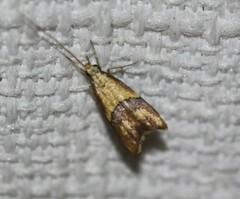 Crocanthes prasinopis