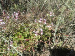 Pelargonium peltatum