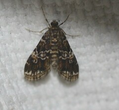 Elophila responsalis