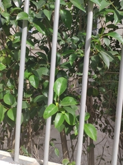 Ligustrum japonicum