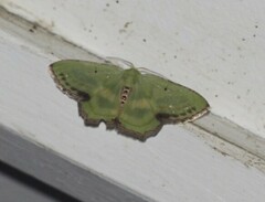 Metallochlora lineata