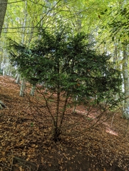 Taxus baccata