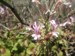 Pelargonium peltatum