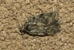 Barea subviridella