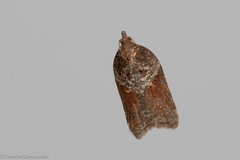 Acleris braunana