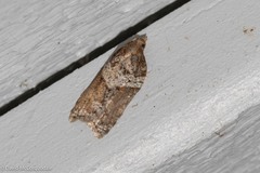 Acleris braunana