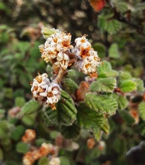 Pomaderris eriocephala