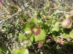 Pelargonium peltatum