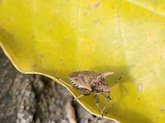 Euschistus cornutus