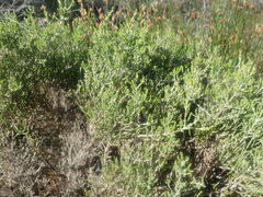 Stoebe rugulosa