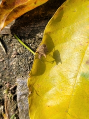 Euschistus cornutus
