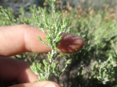 Stoebe rugulosa