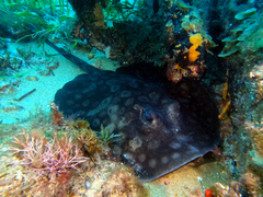 Urolophus circularis