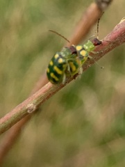 Diabrotica balteata