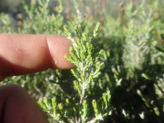 Stoebe rugulosa