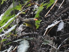 Phyllergates cucullatus