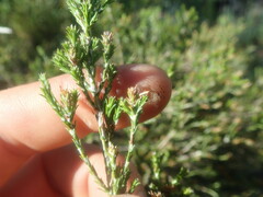 Stoebe rugulosa