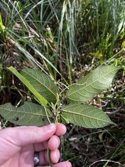Ficus coronata