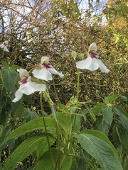 Impatiens tinctoria