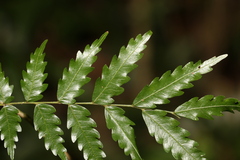 Sarcotoechia serrata